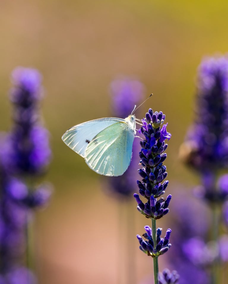 Papillon blanc posé sur une fleur de lavande